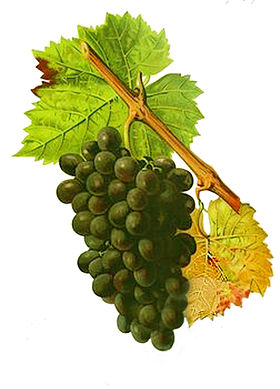 corsican-grape-sciaccarello