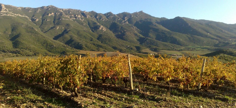 corsican-vineyard