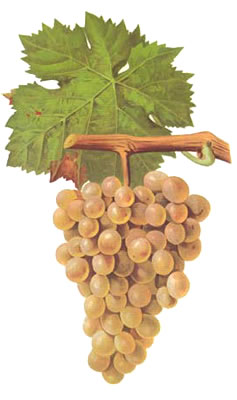 vermentino-grape